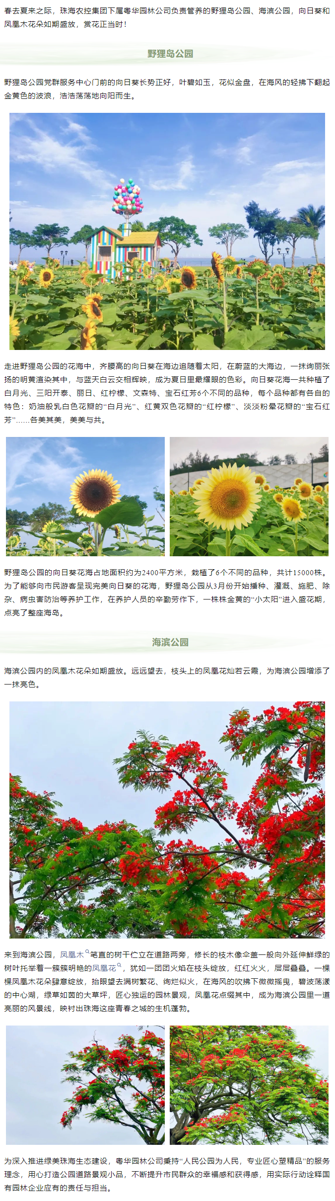 鳳凰花開 向陽而生  走！到市屬公園賞花去.png